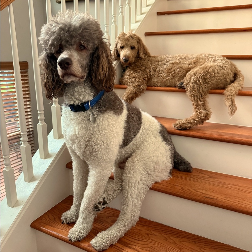 Meet your Posher, Michelle